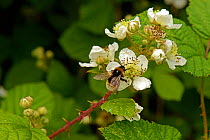 Vestal Bumblebee (Bombus vestalis) on Bramble (Rubus fruticosus. agg), Bockleton Churchyard, Worcestershire, England.
