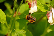 Common carder bee (Bombus pascuorum) pollinating Creeping comfrey (Symphytum grandiflorum) in garden, Herefordshire, England, UK, May.