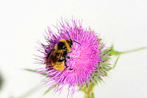 Field Cuckoo bumblebee (Bombus campestris) on Spear thistle (Cirsium vulgare), Herefordshire, England.