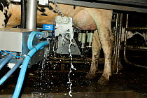 Holstein Cow attached to automated milking machine, Herefordshire, England, UK, February.