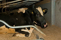 Holstein Cows on water bed in modern automated milking parlour, Herefordshire, England.