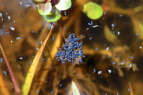 Water springtails (Podura aquatica) floating on surface of a pond, Brecon, Wales, UK, August.