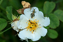 Thick-legged flower beetle (Oedemera nobilis) and Pollen Beetles (Meligethes aeneus) on Field Rose (Rosa  arvensis), Herefordshire, England, UK, July.