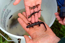 Male Palmate newt (Lissotriton helveticus), Smooth newt (Lissotriton vulgaris) and Great crested newt (Triturus cristatus) held in the hand for size comparison, following bottle trapping, captured fro...