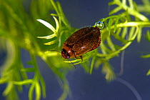 Diving Beetle (Rhantus exsoletus), Moccas Park National Nature Reserve, Herefordshire, England.