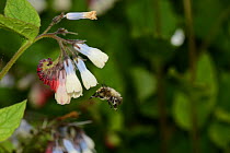 Male Hairy-footed Flower Bee (Anthophora plumipes) in flight vsiting Creeping Comfrey (Symphytum grandiflorum), garden, Herefordshire, England.