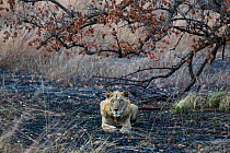 West Africa lion (Panthera leo) subadult male resting on burnt ground, Pendjari National Park, Benin