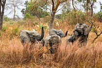 West African elephants (Loxodonta africana) family group feeding in long dry gass, Pendjari National Park. Benin.