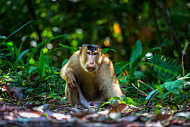 Pig tail macaque (Macaca nemestrina) male on rainforest floor, Danum Valley Conservation Area, Sabah, Borneo, Malaysia