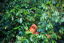 Maroon / Red leaf monkey / Langur (Presbytis rubicunda) eating fruits in tree, Danum Valley Conservation Area, Sabah, Borneo, Malaysia.