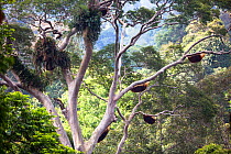 Giant honey bee nest (Apis dorsata) up in a giant Mengaris tree (Koompassia excelsa) dipterocarp forest in Danum Valley, Sabah, Borneo, Malaysia.