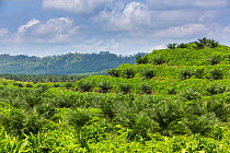 Oil palm (Elaeis sp) plantations covering landscape, Sabah, Borneo. Malaysia.