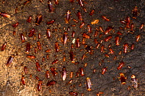 Cockroaches (Periplaneta americana) on wall of Gomantong Cave. Sabah, Borneo. Malaysia.