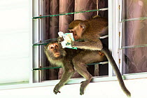 Long tail / Crab eating macaque (Macaca fascicularis) stealing food from tourist bungalow, Bako National Park, Sarawak, Borneo. Malaysia.
