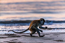 Long tail / Crab eating macaque (Macaca fascicularis) foraging for crabs on beach at dusk, Bako National Park, Sarawak, Borneo. Malaysia.