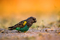 Meyer's parrot (Poicephalus meyeri) eating seeds on the ground, Okavango Delta, Botswana, September