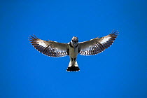 Pied kingfisher (Ceryle rudis) flying overhead, looking for fish in the Chobe River, Chobe National Park, Botswana, October