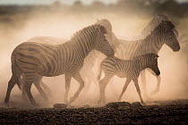 Plain / Burchell's zebras in dust (Equus burchelli) Nxai Pan National Park, Botswana.