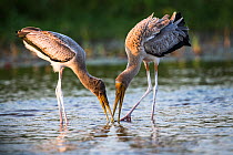 Yellow-billed storks (Mycteria ibis) two fishing in the Okavango Delta, Botswana.