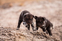 African wild dog (Lycaon pictus) two puppies playing outside den, Central Kalahari Desert, Botswana