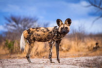 African wild dog (Lycaon pictus) adult standing outside of den, Central Kalahari Desert. Botswana.