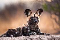 African wild dog (Lycaon pictus) dominant alpha female with her puppies at the den, Central Kalahari Desert, Botswana