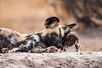 African wild dog (Lycaon pictus) dominant alpha female with her puppies at the den, Central Kalahari Desert, Botswana