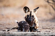 African wild dog (Lycaon pictus) dominant alpha female with her puppies at the den, Central Kalahari Desert, Botswana.