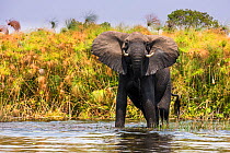 African elephant (Loxodonta africana) bull crossing a river in the Okavango Delta, Moremi Game Reserve, Botswana.
