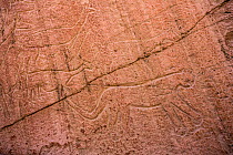 Ancient carvings of a Puma on rock face, Quebrada de la Kezala, Atacama Region, Chile.