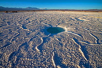 Wet salt pan in the Atacama Desert, elevation of 2311m above sea level, Chile