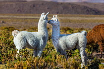 Young Lamas in pasture (Lama glama) altiplano of Atacama Desert, Chile.