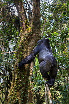 Eastern lowland gorilla (Gorilla beringei graueri) silverback named Chimanuka climbing a tree, Kahuzi-Biega National Park, South Kivu Province, Democratic Republic of Congo (DRC).