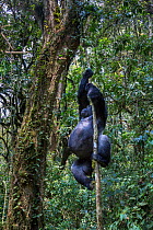 Eastern lowland gorilla (Gorilla beringei graueri) silverback named Chimanuka climbing a tree, Kahuzi-Biega National Park, South Kivu Province, Democratic Republic of Congo (DRC)