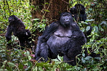 Eastern lowland gorilla (Gorilla beringei graueri) female suckling her baby, Group Chimanuka, Kahuzi-Biega National Park, South Kivu Province, Democratic Republic of Congo (DRC).