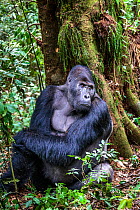 Eastern lowland gorilla (Gorilla beringei graueri) silverback named Chimanuka, Kahuzi-Biega National Park, South Kivu Province, Democratic Republic of Congo (DRC).