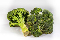 Organic Broccoli (Brassica oleracea cymosa)