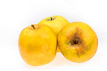 Organic Goldrush apples from France.
