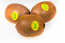 Kiwi fruit with organic labels, a commercial crop in several countries, such as Italy, New Zealand, Chile, Greece and France.