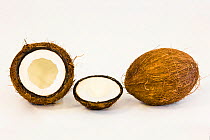 Coconut fruit (Cocos nucifera)