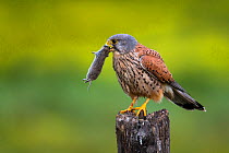 Common kestrel (Falco tinnunculus) male with rodent to feed his chicks, Vendee, France, June