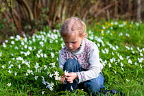 Young girl picking bunch of  Wood anemone (Anemone nemorosa) flowers in forest, early spring, France. Model released