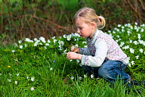 Young girl picking bunch of Wood anemone (Anemone nemorosa) flowers, early spring in France. Model released