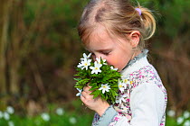 Young girl holding bunch of wild Wood anemones (Anemone nemorosa) from forest, early spring in France. Model released