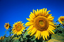 Common sunflowers (Helianthus annuus) Vendee. France