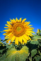 Common sunflower (Helianthus annuus) Vendee. France