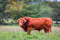 French Limousin breed  bull. France