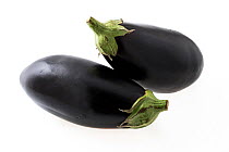 Eggplant / aubergine (Solanum melongena)