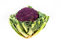 Organic Cauliflower (Brassica oleracea) violet form.