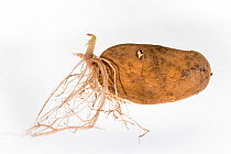 Potato germinating (Solanum tuberosum)